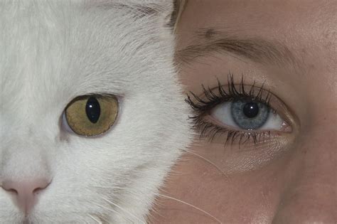 how are cats eyes similar to humans